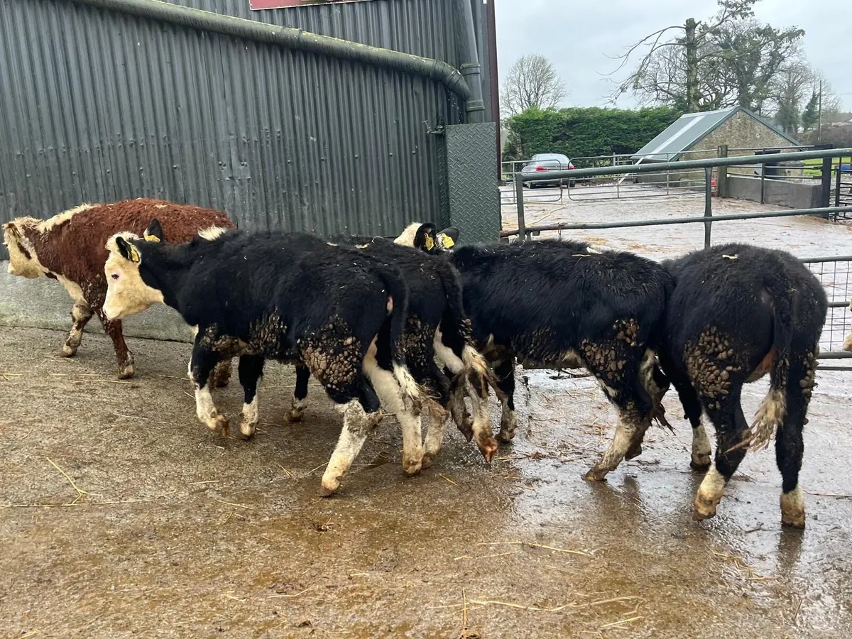 6 super Hereford weanling heifers - Image 3