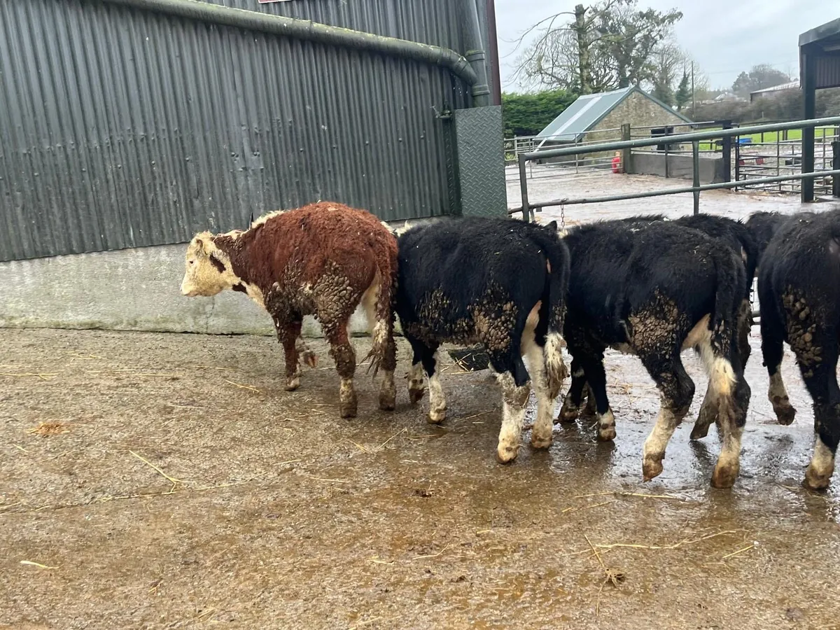 6 super Hereford weanling heifers - Image 4