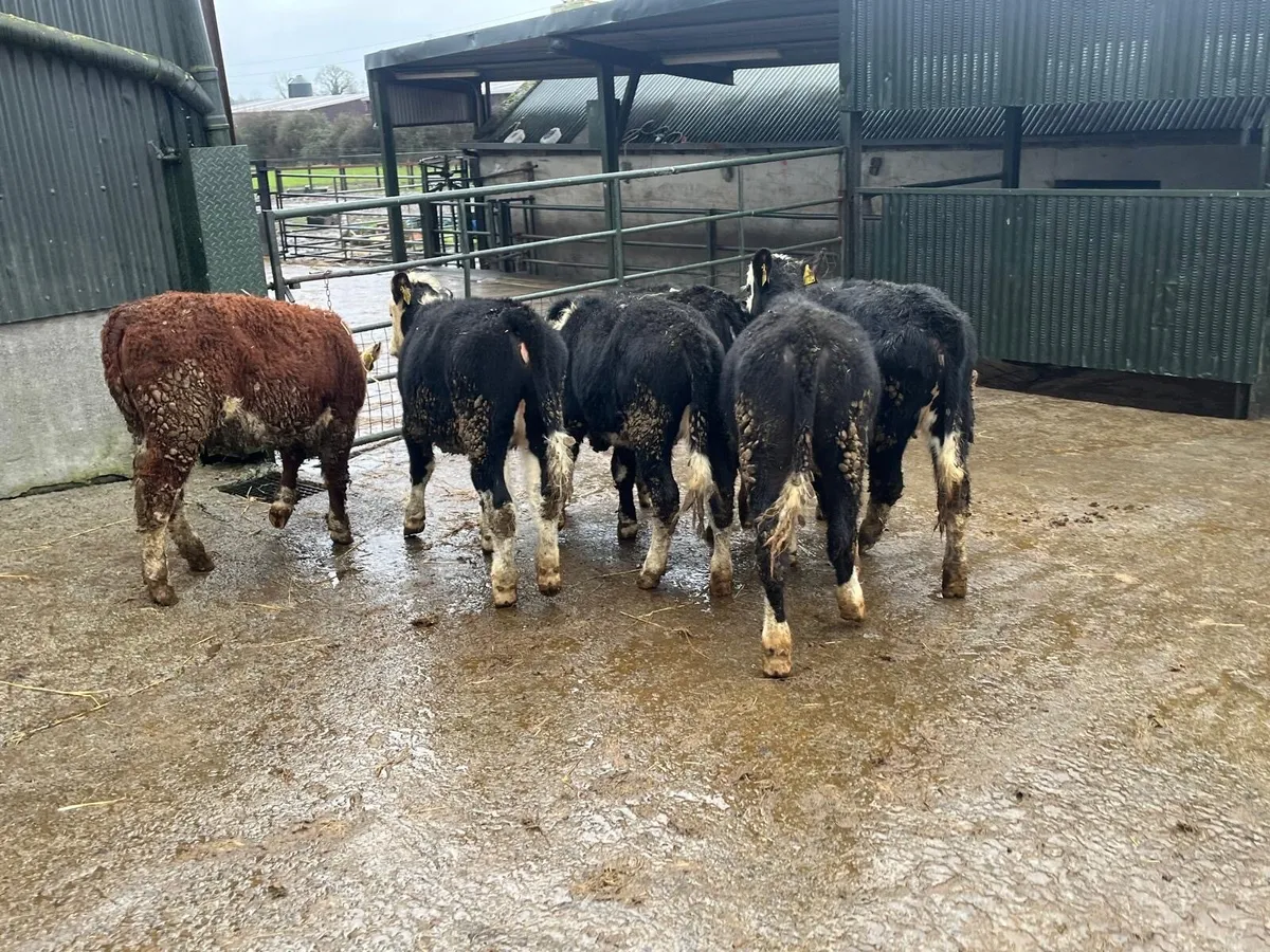 6 super Hereford weanling heifers - Image 1