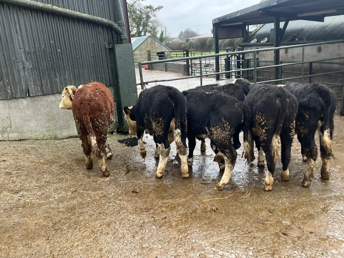 6 super Hereford weanling heifers - Image 2