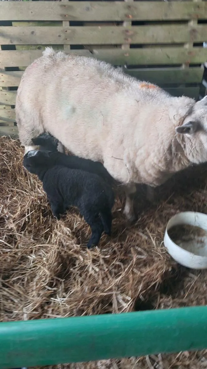 Ewe and two female lambs - Image 1