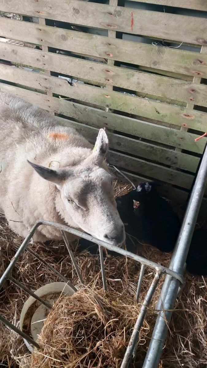 Ewe and two female lambs - Image 2