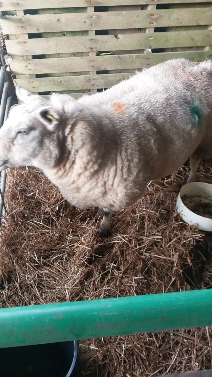 Ewe and two female lambs - Image 3