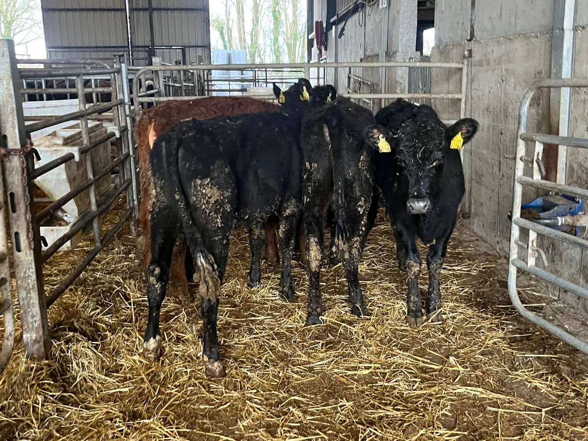 5 super Angus yearling heifers - Image 1