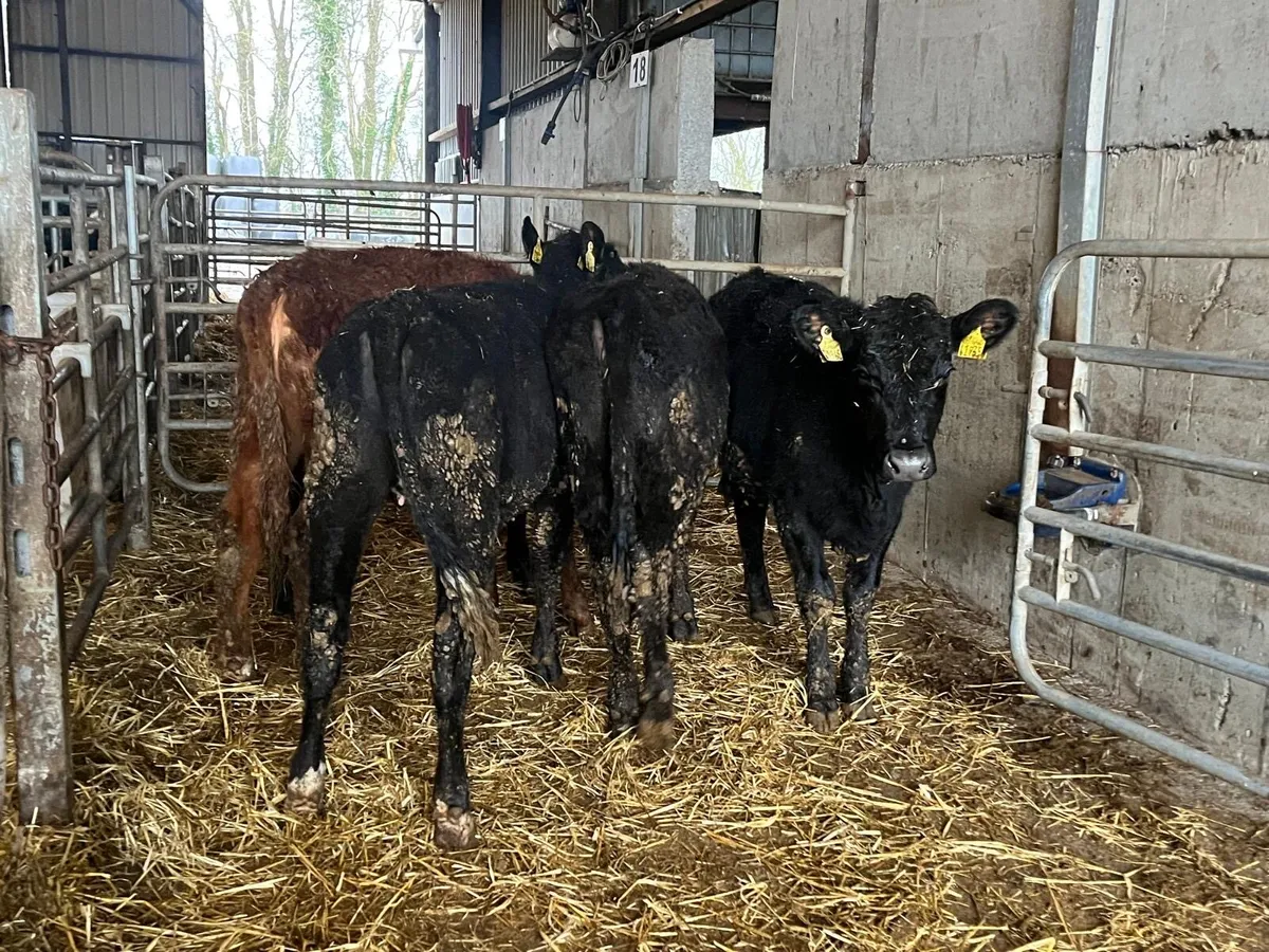 5 super Angus yearling heifers - Image 2