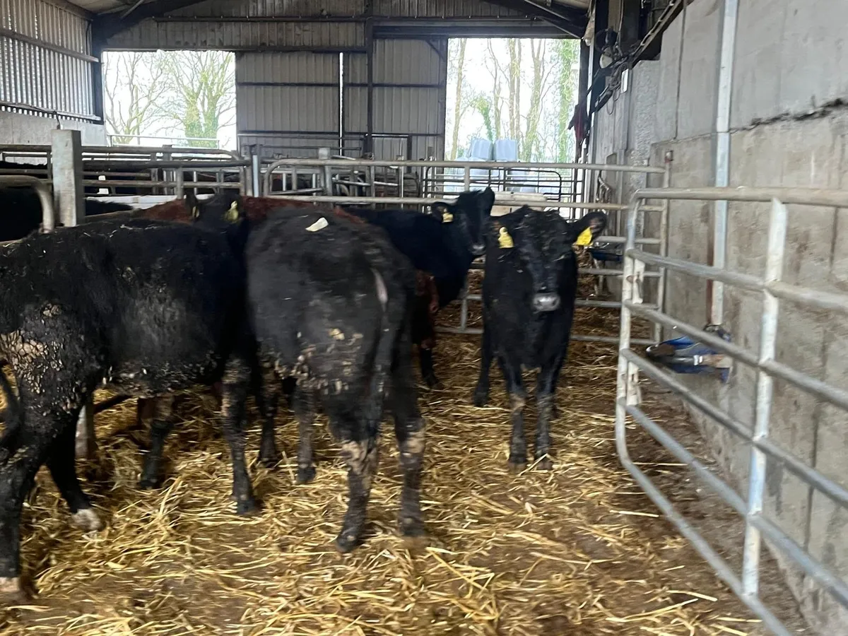 5 super Angus yearling heifers - Image 4