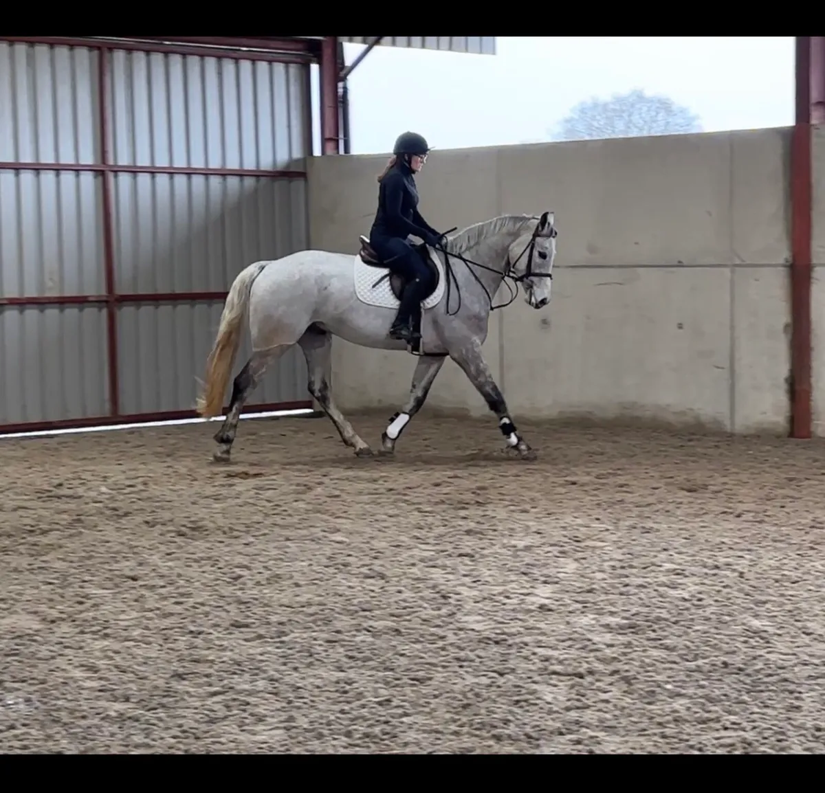 4yo Gelding - Image 2