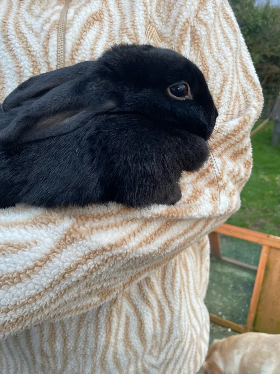 Female rabbit - Image 4
