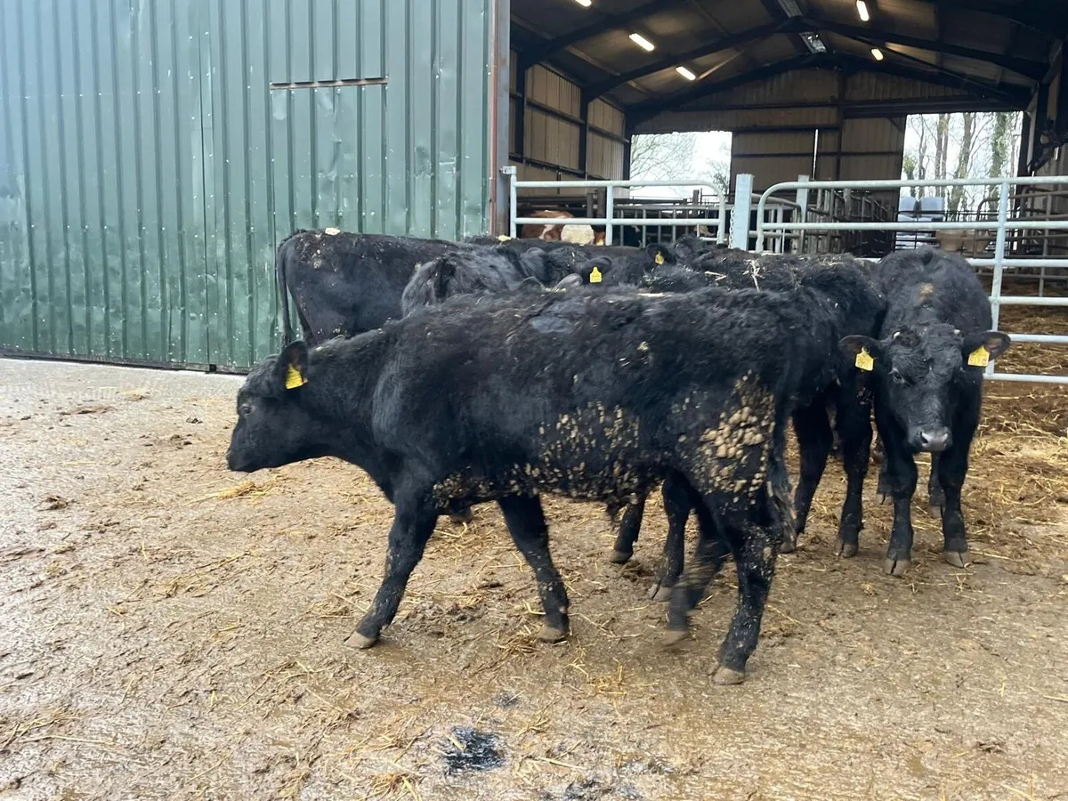 6 super Angus yearling bullocks - Image 1