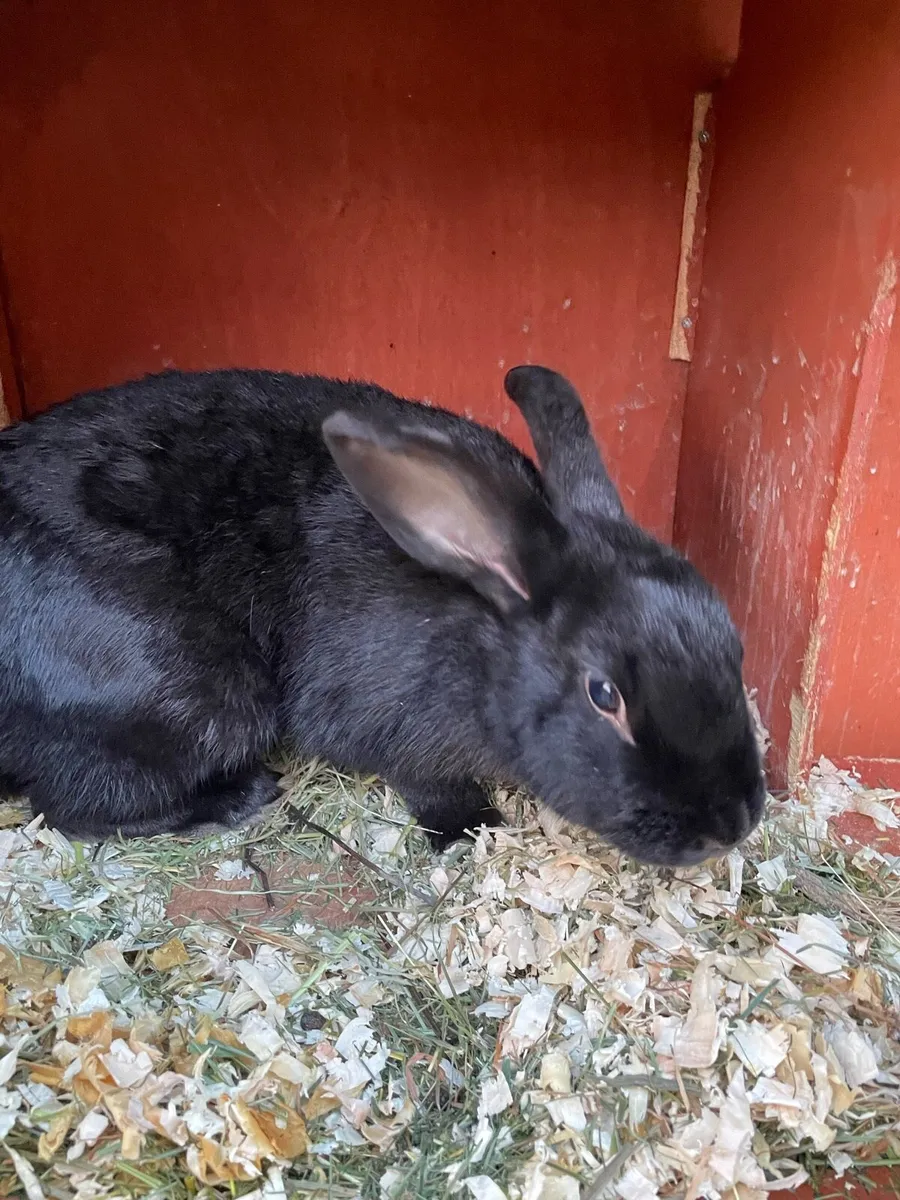 Female rabbit - Image 1