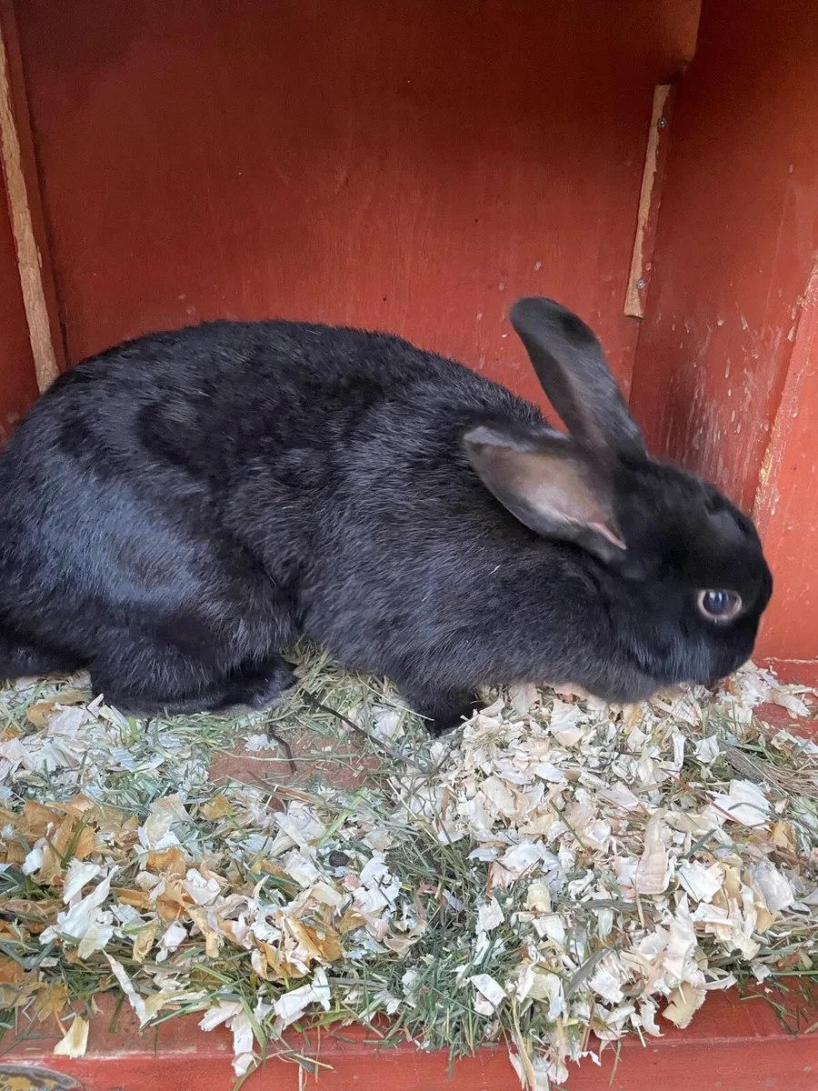 Female rabbit - Image 2