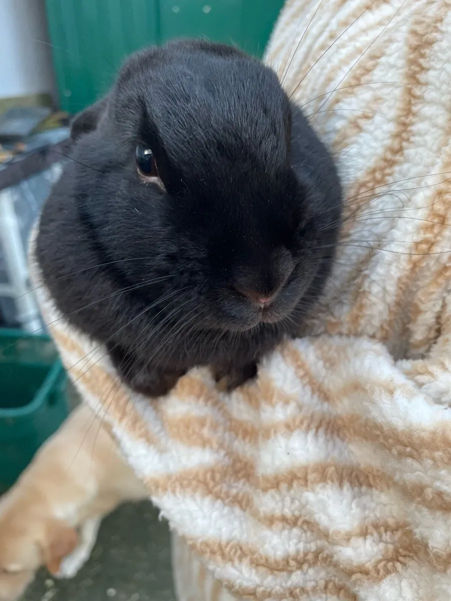 Female rabbit - Image 3