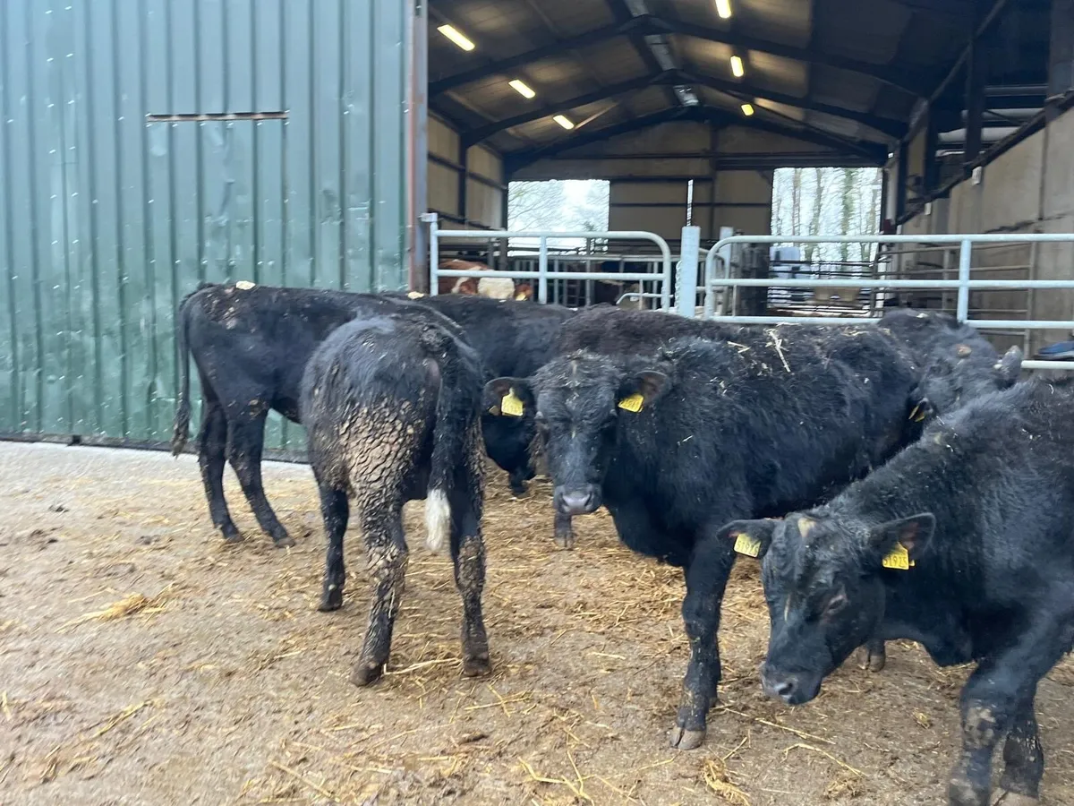 6 super Angus yearling bullocks - Image 4
