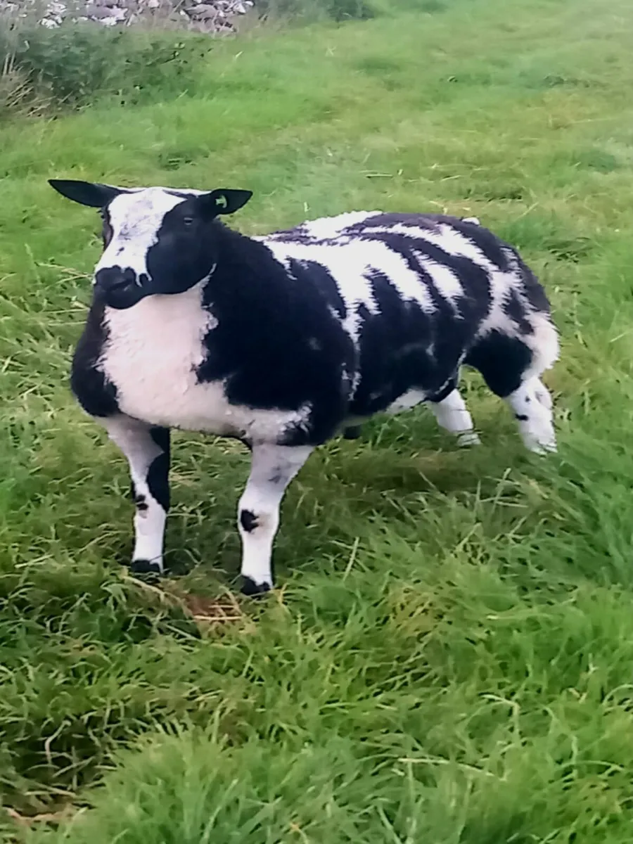 Ewe and two female lambs - Image 4