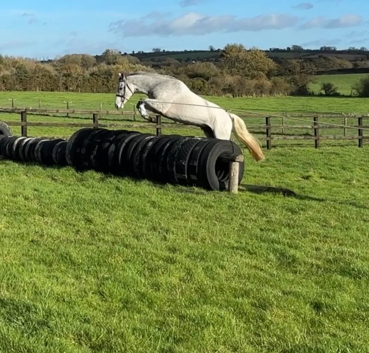 4yo Gelding - Image 1