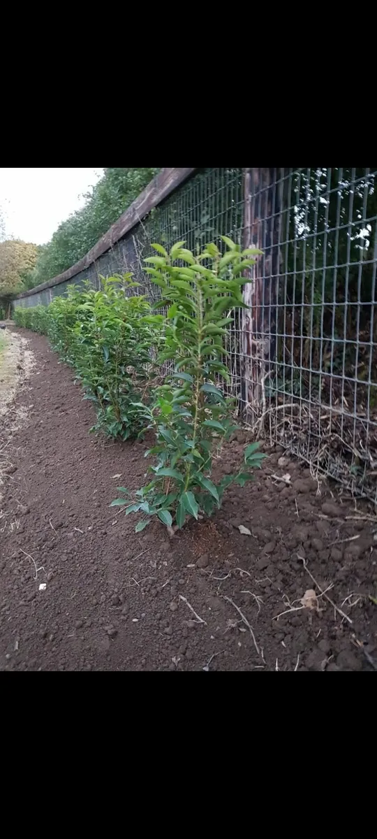 Portuguese Laurel - Image 3