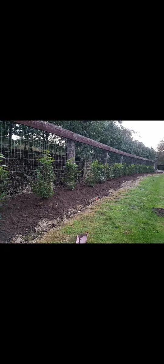 Portuguese Laurel - Image 2