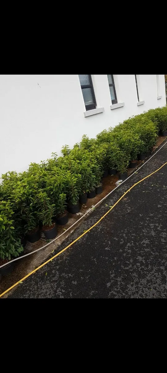 Portuguese Laurel - Image 4