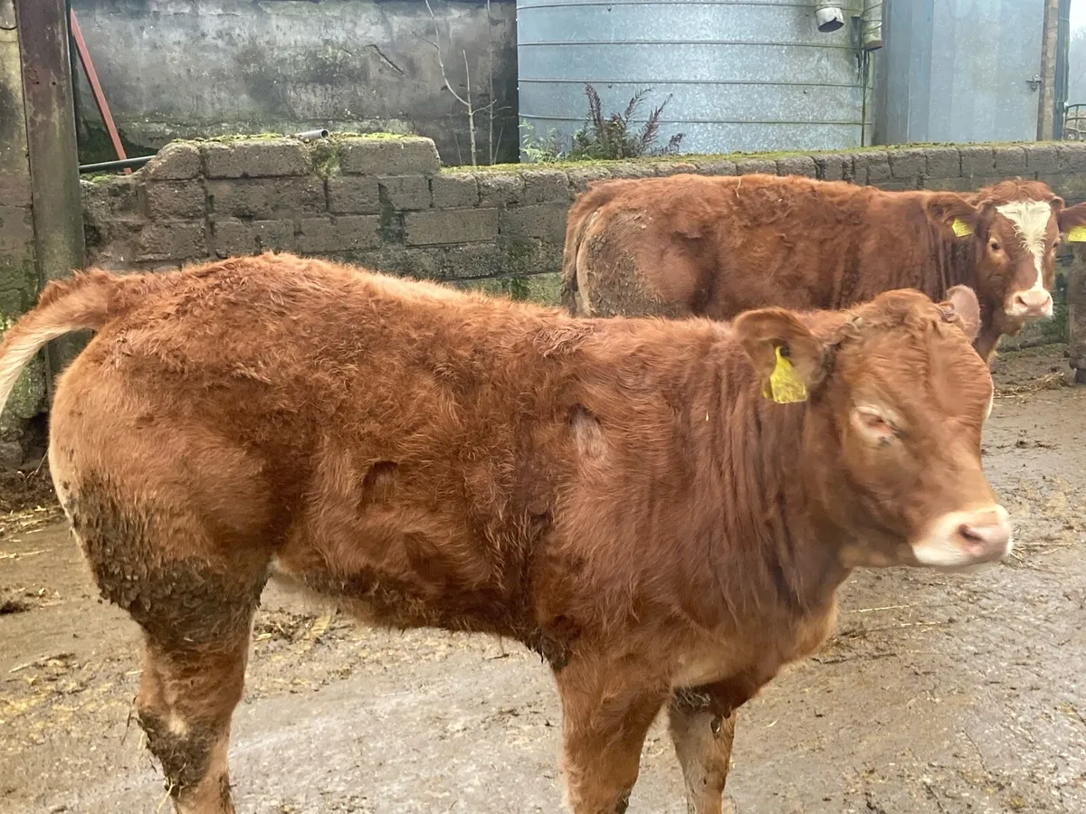 Breeding heifers - Image 2