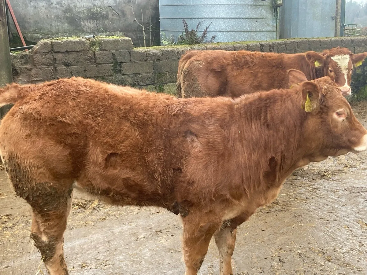 Breeding heifers - Image 3