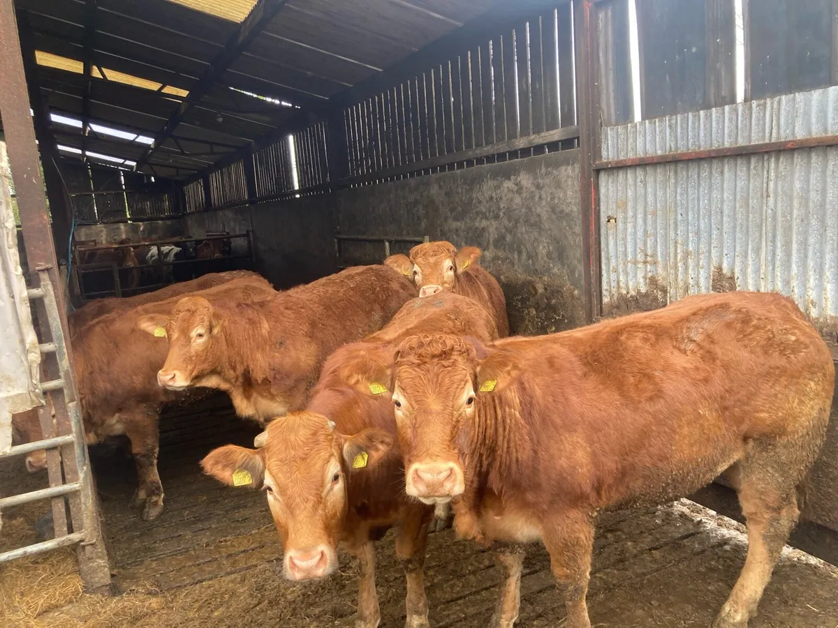 Breeding heifers - Image 4