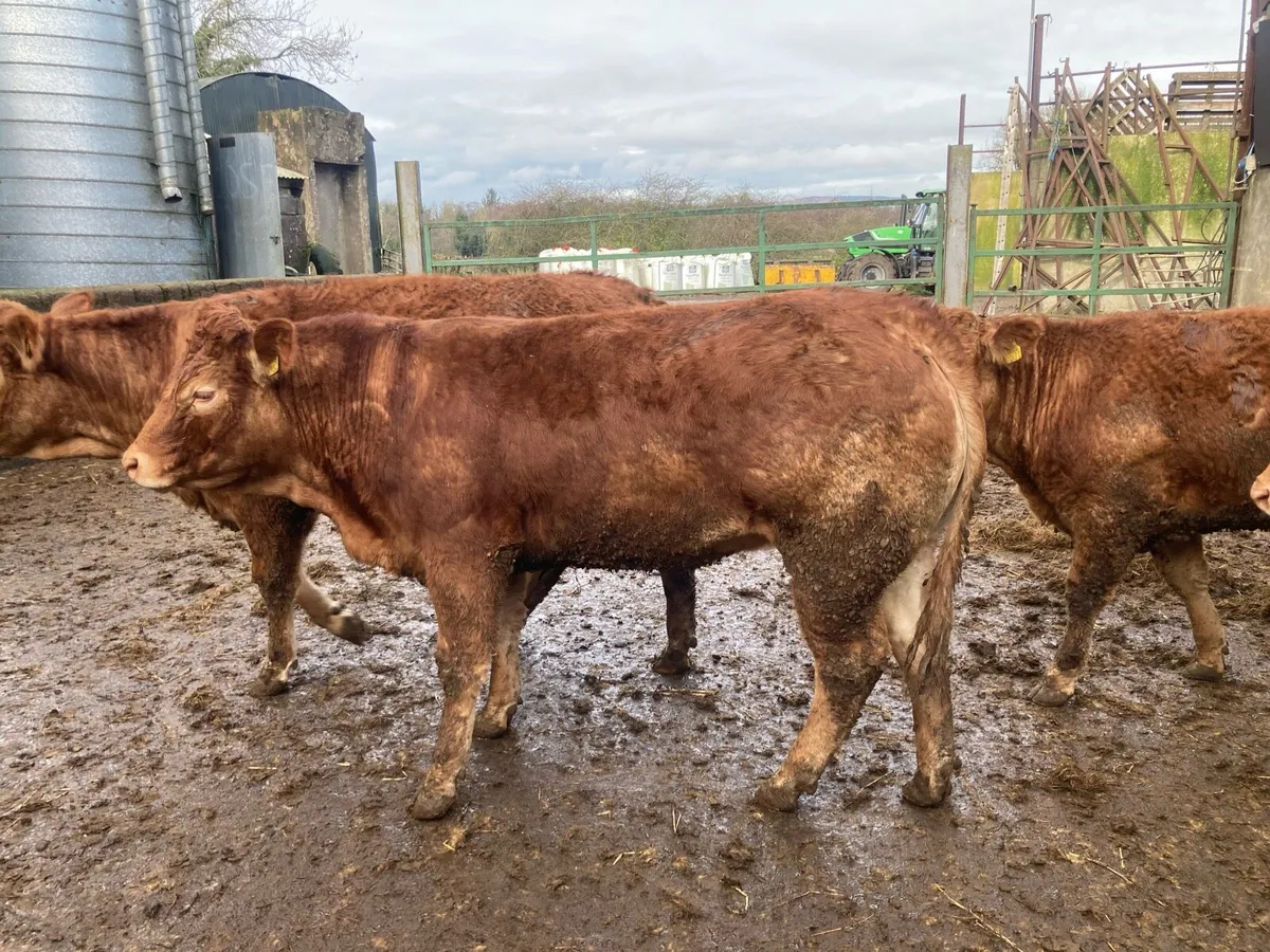 Breeding heifers - Image 1