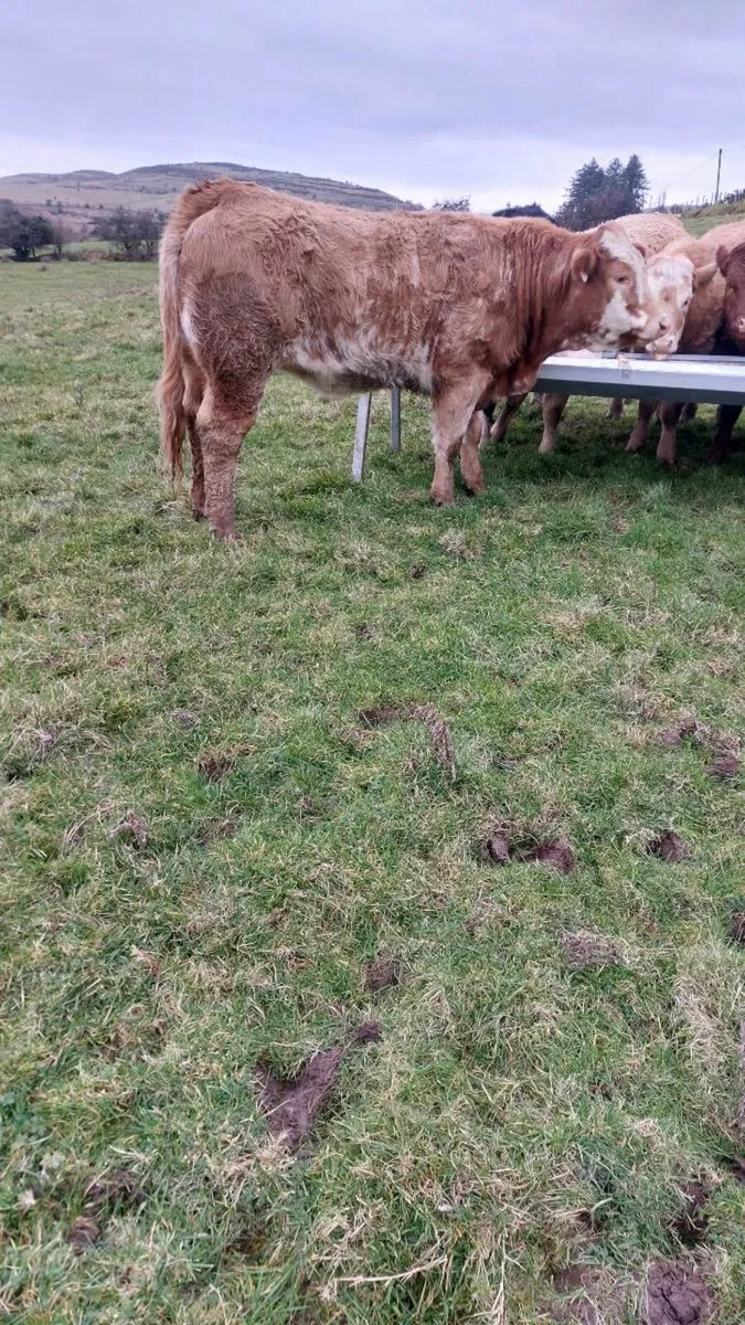 Breeding Heifers - Image 2