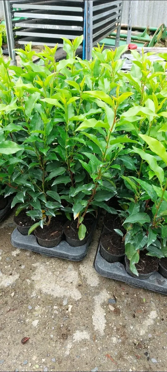Portuguese Laurel - Image 1