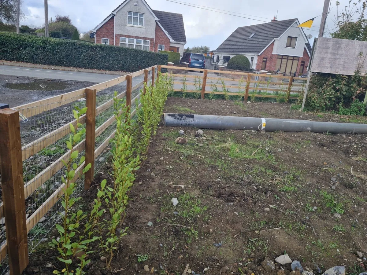 Griselinia hedging - Image 4