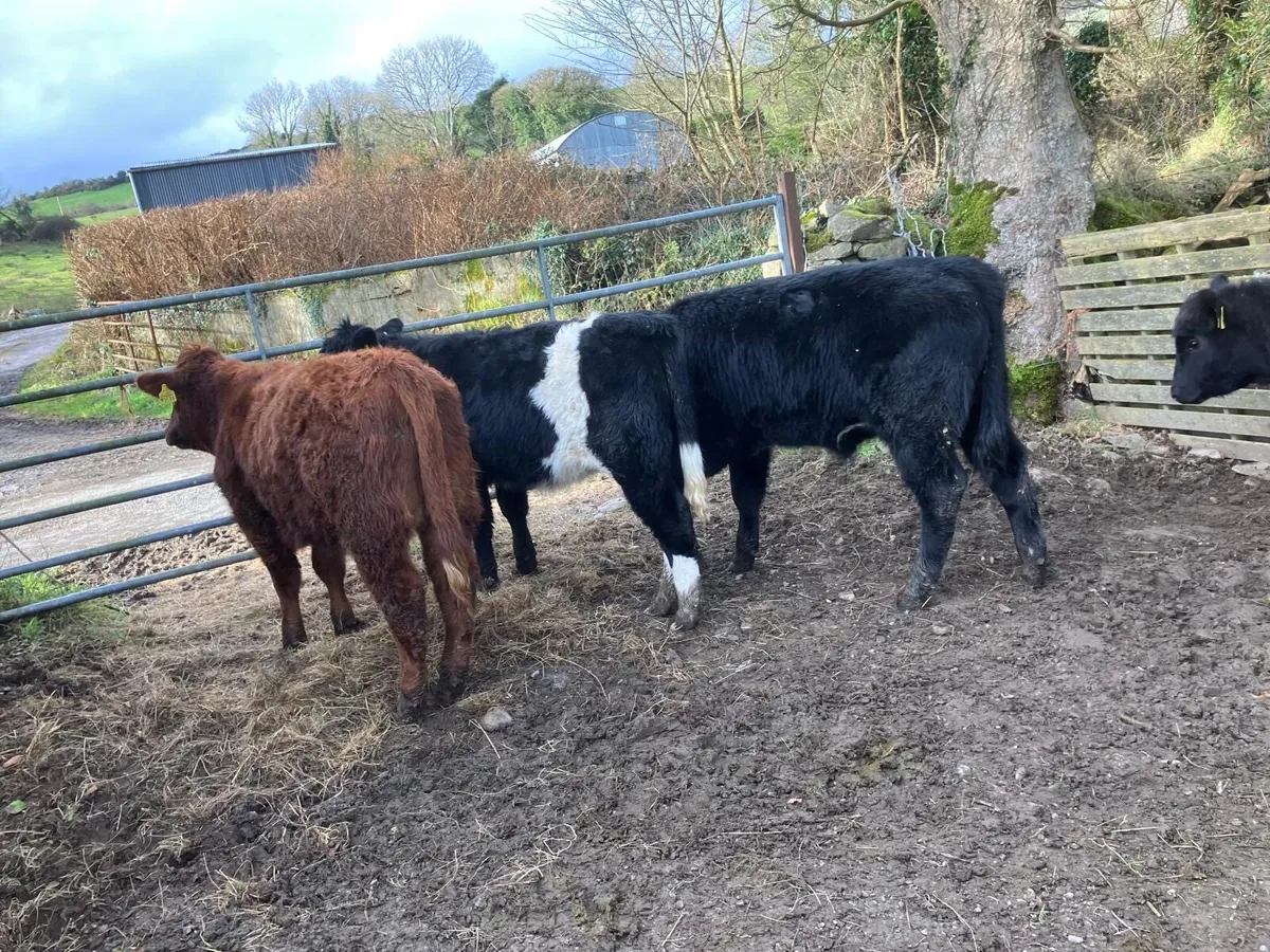 Organic Stabiliser’s for Sixmilebridge Mart - Image 1