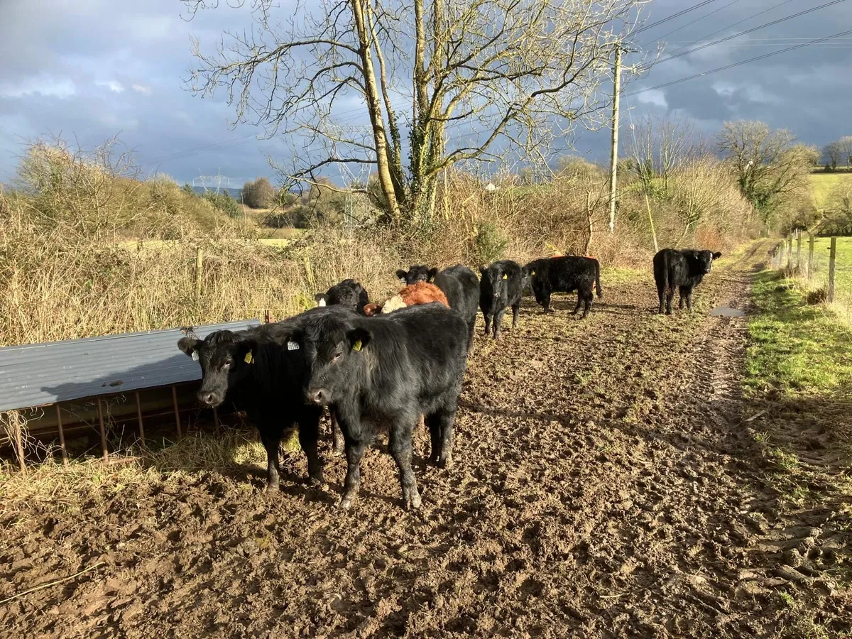 Organic Stabiliser’s for Sixmilebridge Mart - Image 2