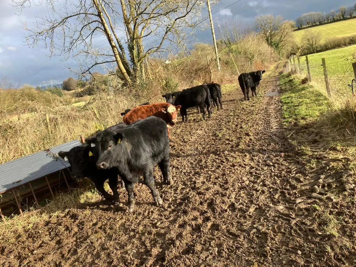 Organic Stabiliser’s for Sixmilebridge Mart - Image 3