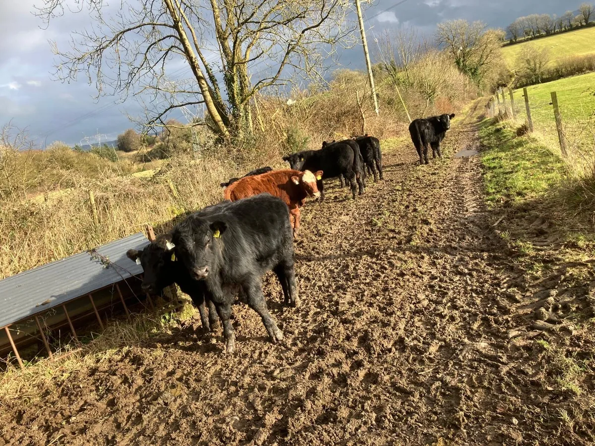 Organic Stabiliser’s for Sixmilebridge Mart - Image 4