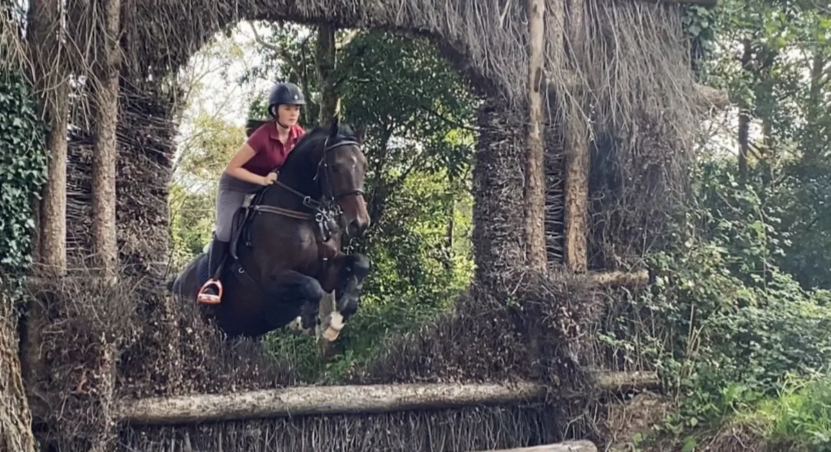 Grade A Showjumper - AD FUNDUM D'ERSR Z - Image 3