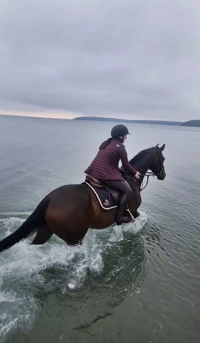 Grade A Showjumper - AD FUNDUM D'ERSR Z - Image 2