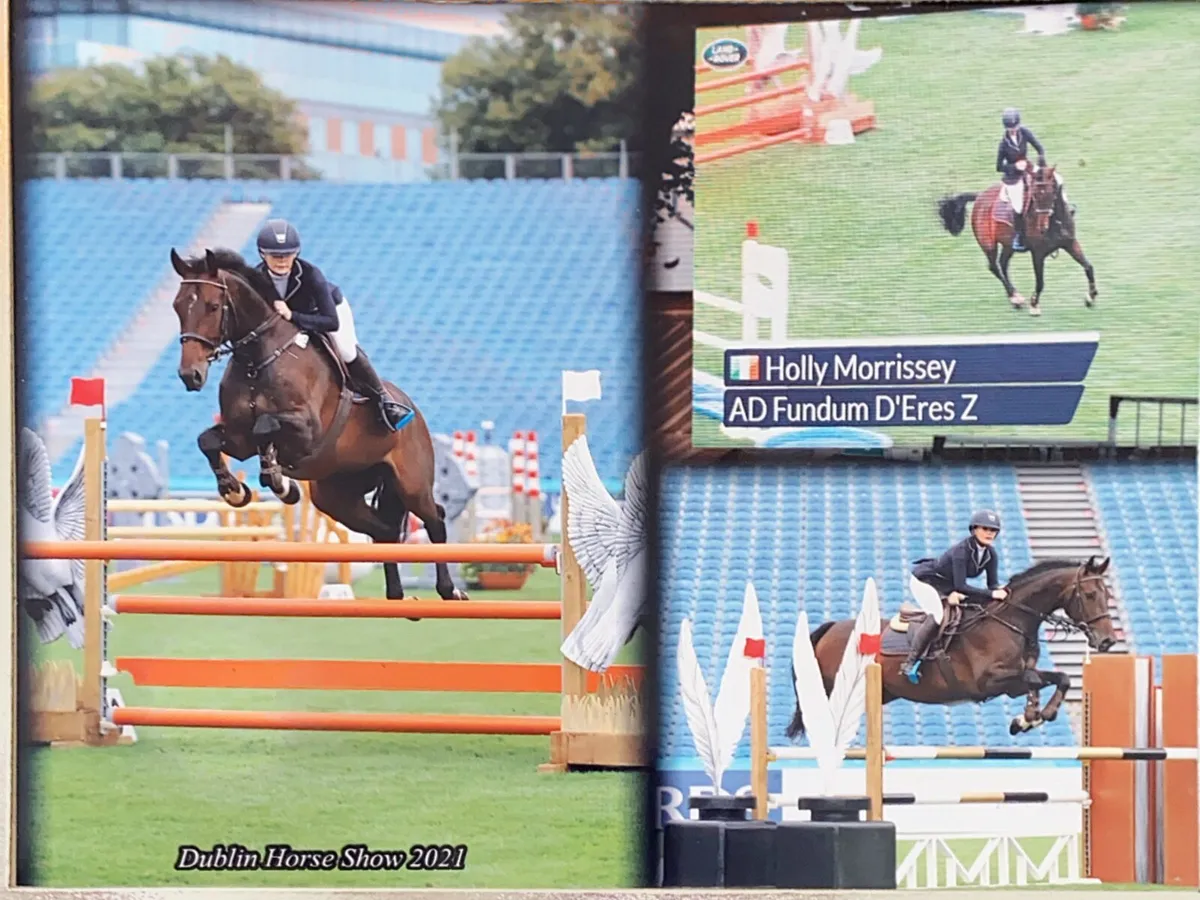 Grade A Showjumper - AD FUNDUM D'ERSR Z - Image 1