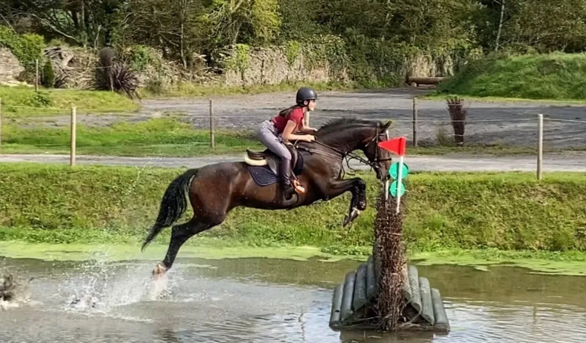 Grade A Showjumper - AD FUNDUM D'ERSR Z - Image 4