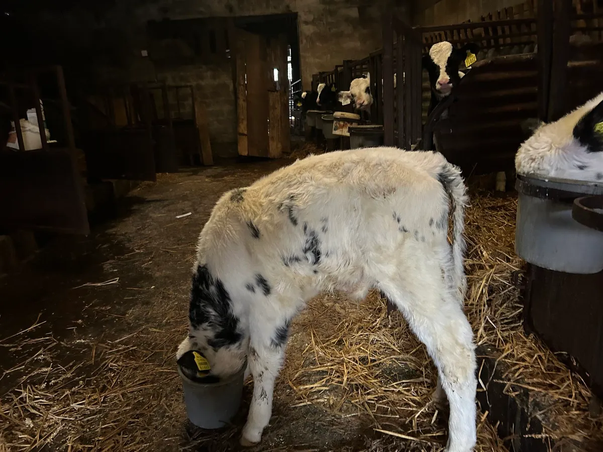 2 x bb bulls and fr bull - Image 1