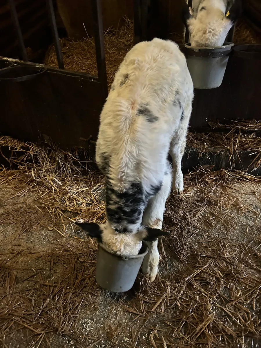 2 x bb bulls and fr bull - Image 2