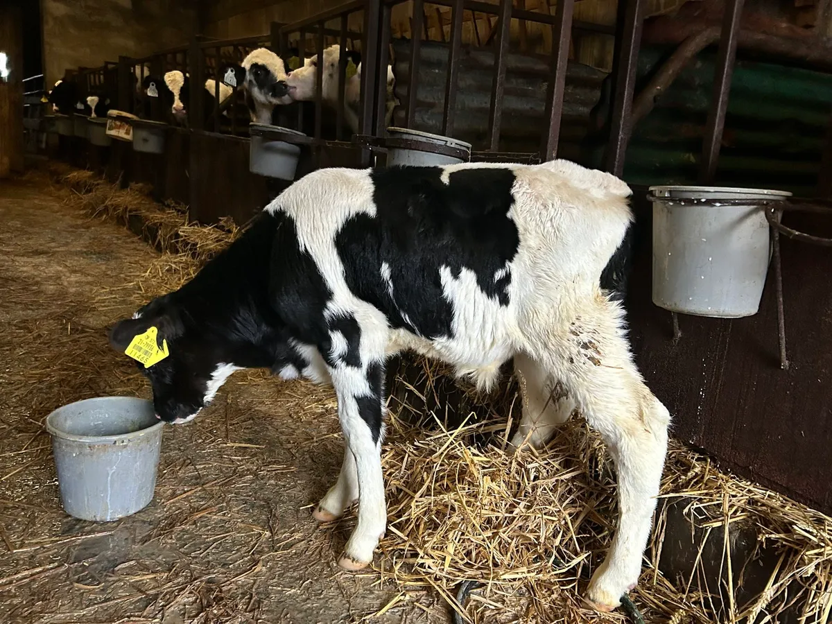 2 x bb bulls and fr bull - Image 3