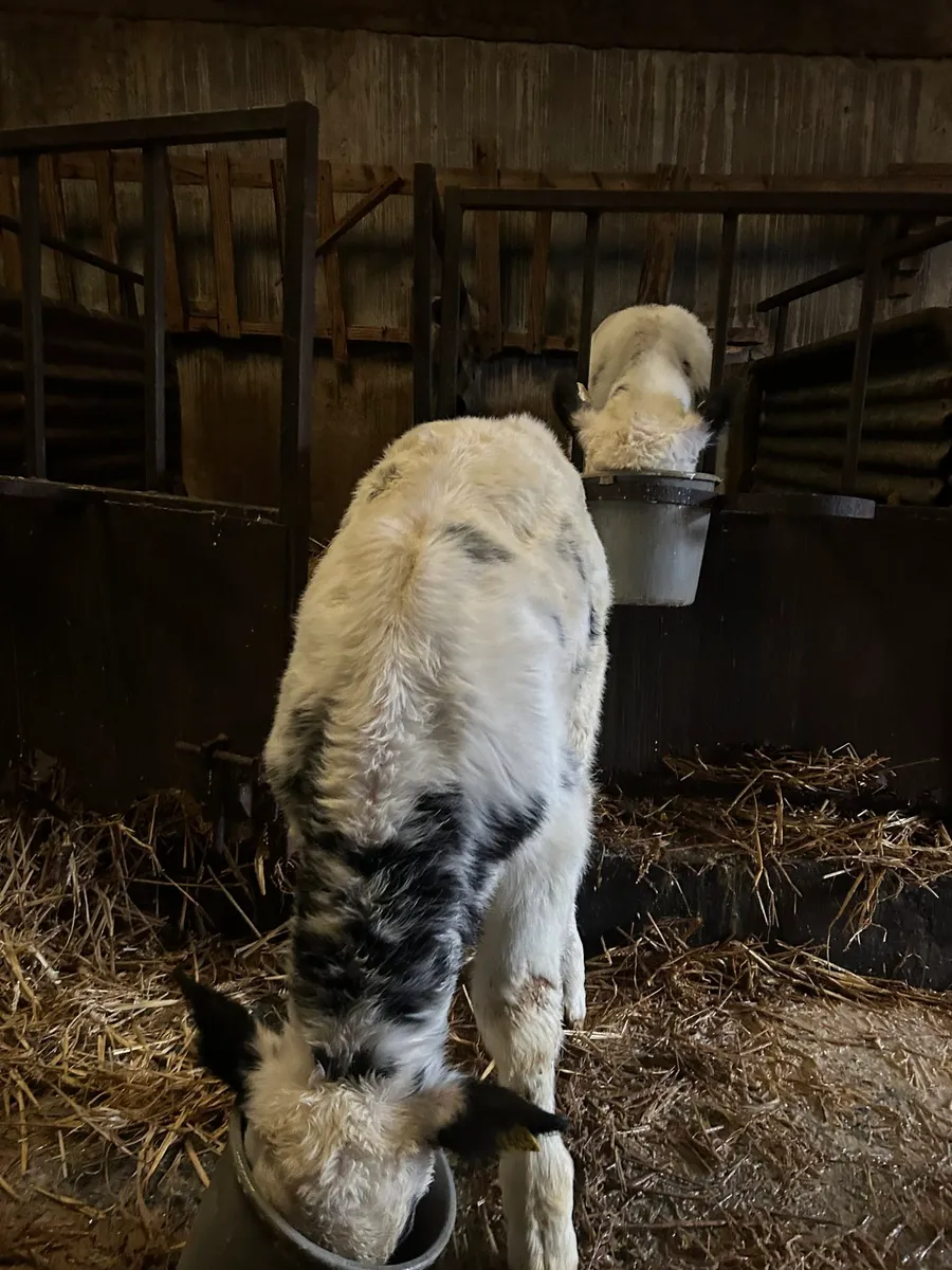 2 x bb bulls and fr bull - Image 4