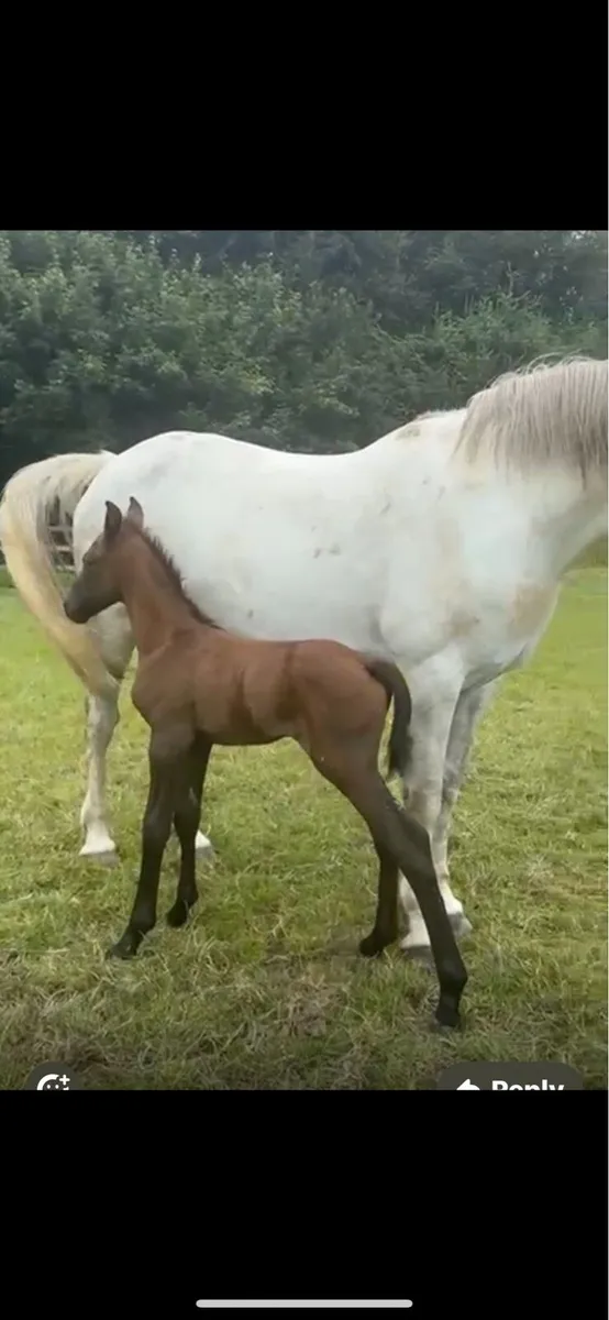 Irish Draught Colt foal - Image 2