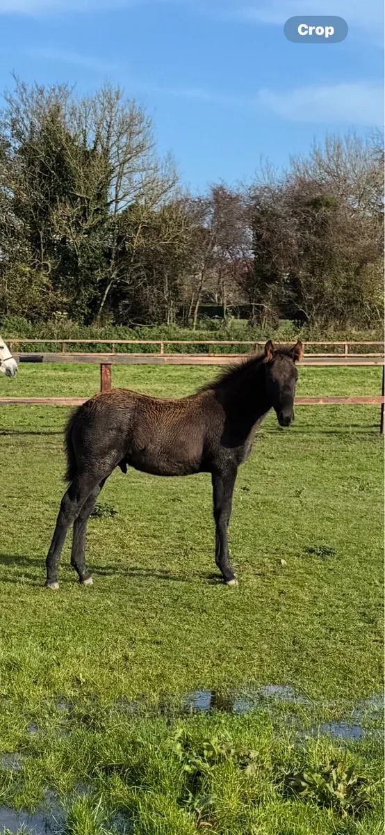 Irish Draught Colt foal - Image 3