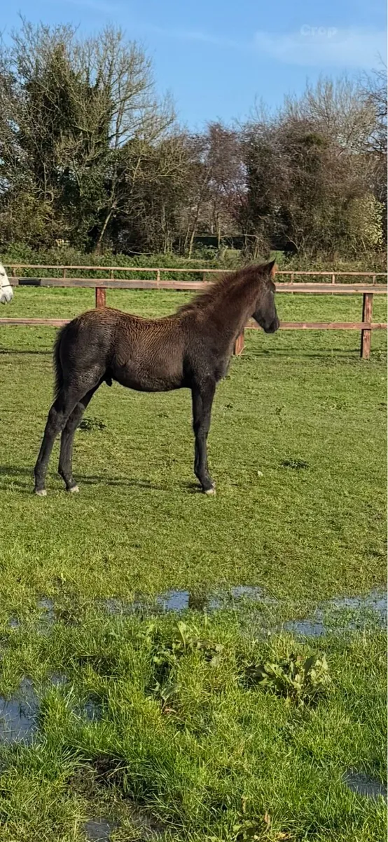 Irish Draught Colt foal - Image 1