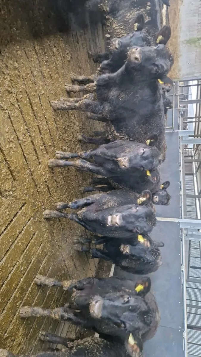 Angus & Hereford heifers - Image 1