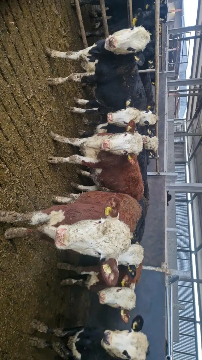 Angus & Hereford heifers - Image 3