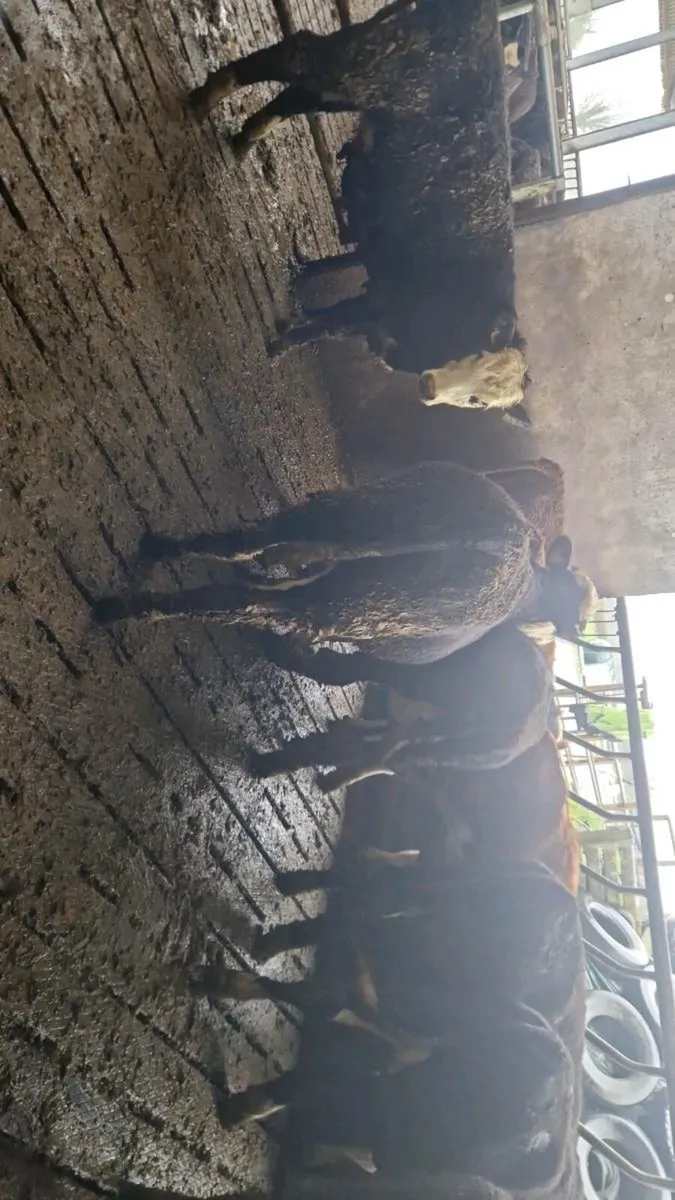 Angus & Hereford heifers - Image 4