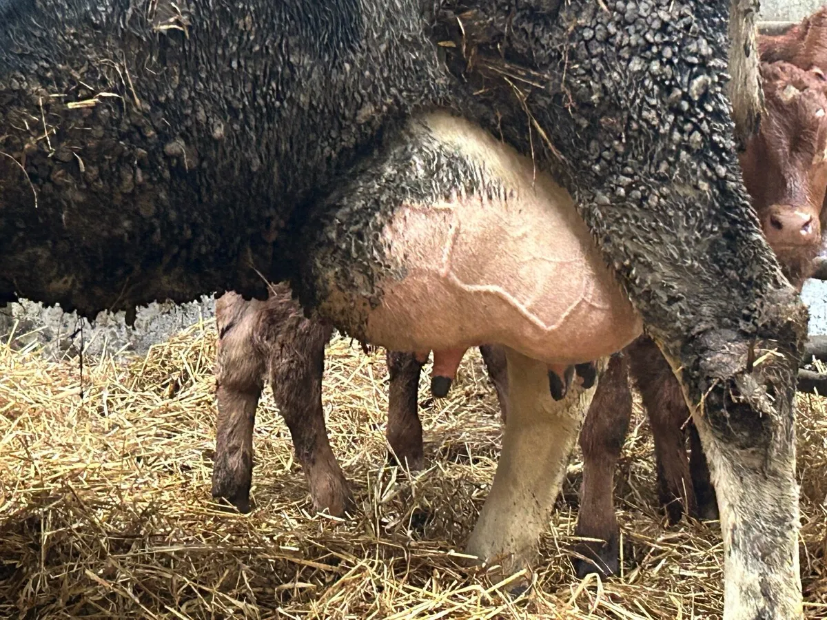 Friesan foster cow - Image 2