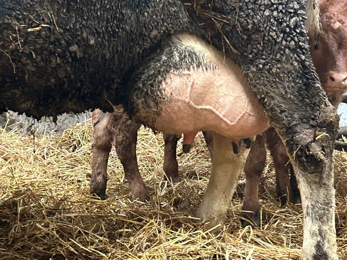 Friesan foster cow - Image 3