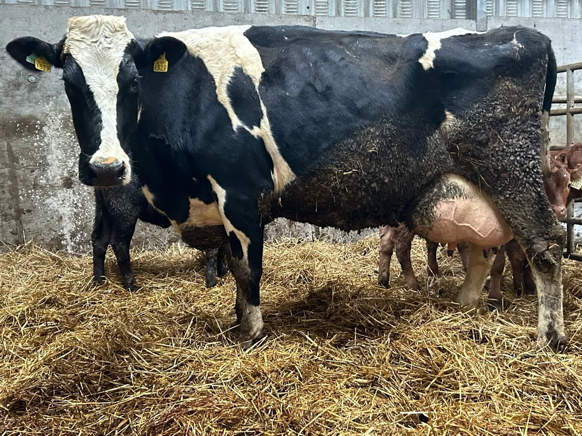 Friesan foster cow - Image 4